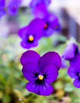 Purple Flower Stock Photos