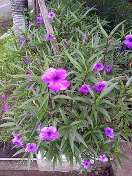 Purple flower Stock Photos