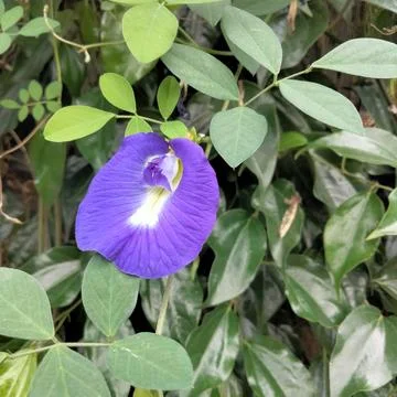 Purple flower Stock Photos