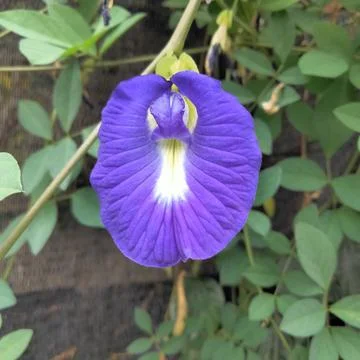 Purple flower Stock Photos