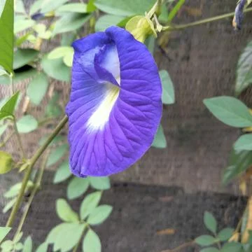 Purple flower Stock Photos