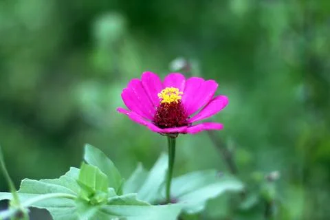 Purple Flower Foto stock