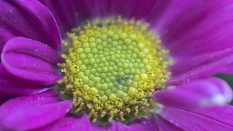 Purple flower Stock Photos