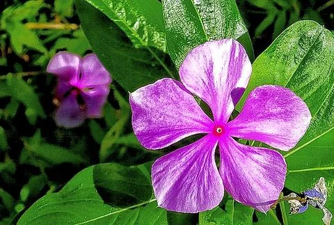 Purple flower Stock Photos