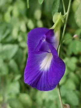 Purple Flower Stock Photos