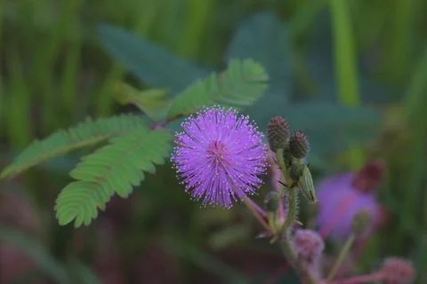 Purple flower Stock Photos