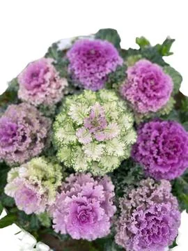 Purple flower Stock Photos