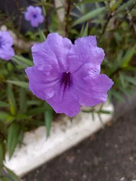 Purple flower Stock Photos
