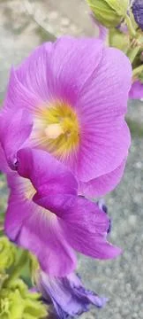 Purple flower 写真素材