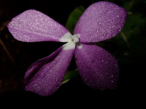 Purple flower Fotos de archivo
