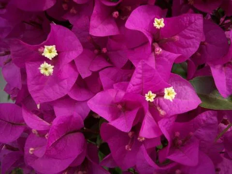 Purple Flower Power Foto stock