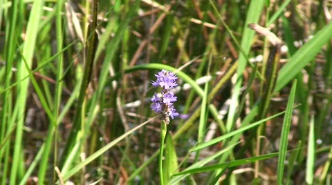 Purple Flower Rack Focus Stock Footage 536458