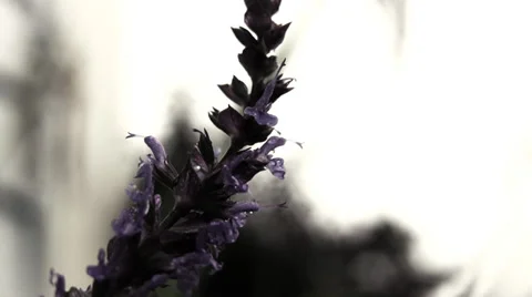 Purple Flower in Rain .mp4 Stock Footage 28409438