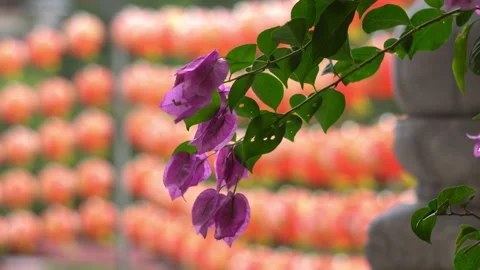 Purple flower with red background Stock Footage 150202783