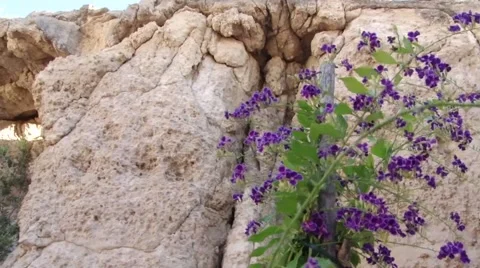Purple flower rock Stock Footage 68971194