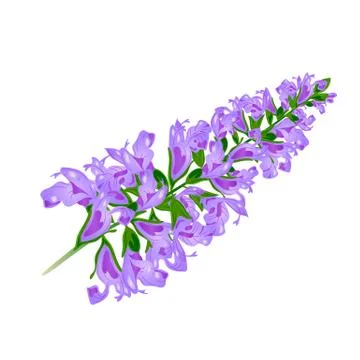 Purple flower. Sage.Vector. Stock Illustration