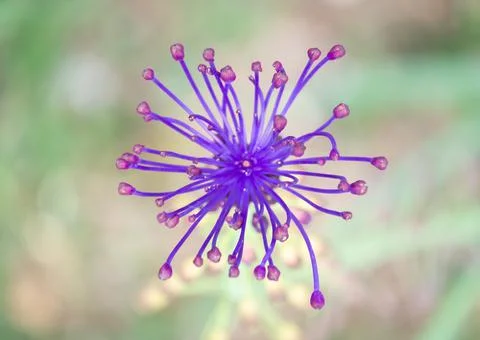 A purple flower seen from above (macro) Stock Photos
