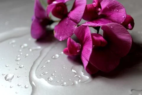 Purple flower on a silver table Stock Photos