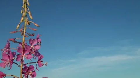 Purple flower in the sky Stock Footage 7749665