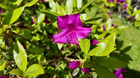 Purple flower in slight wind Stock Footage 274438599