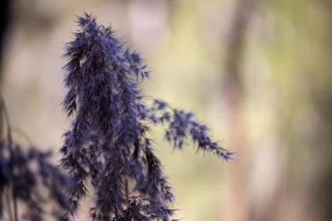 Purple Flower Stalk Foto stock