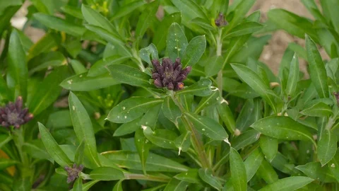 Purple flower with star shape Stock-Footage 123573779