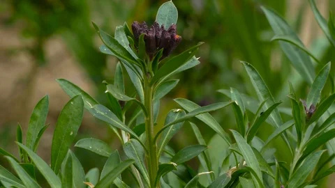 Purple flower with star shape Stock-Footage 123573807