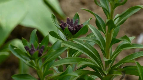 Purple flower with star shape Stock Footage 123573851