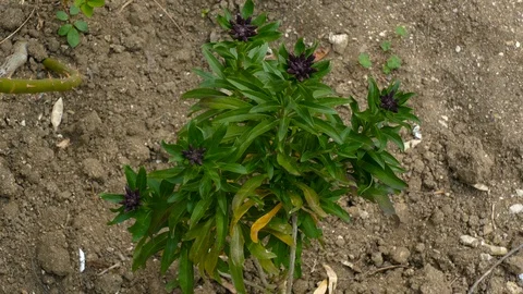 Purple flower with star shape Stock-Footage 123573853