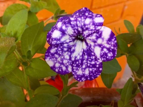 Purple Flower with Starry Pattern Stock Photos