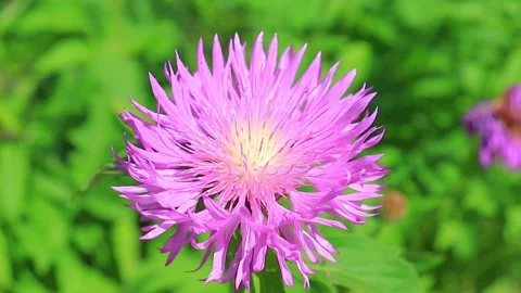 A purple flower of Stokes aster Stock Footage 201029336