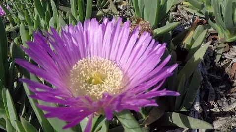 Purple Flower in Sun Stock Footage 76687431