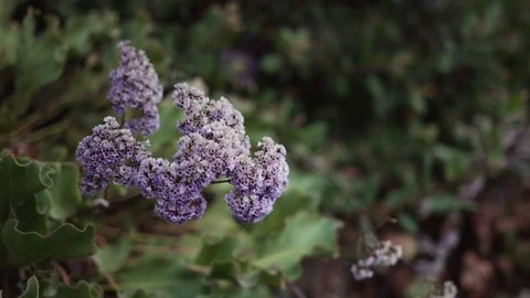 Purple Flower at Sundown - Hand Held with Shallow Depth of Field Stock Footage 80498280