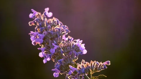 Purple flower in sunset light Stock Footage 113273116