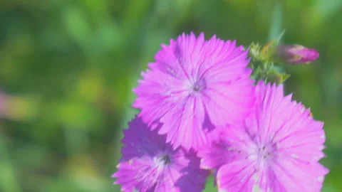 Purple flower sways in the wind on a blurred background. Video stock 112293201