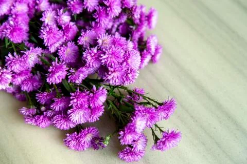 Purple flower on the table Stock Photos