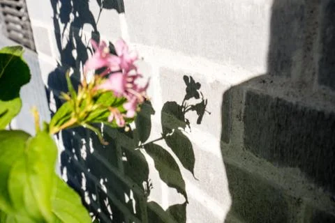 Purple flower throwing shadow Stock Photos