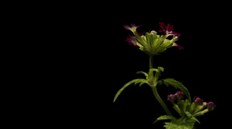 Purple Flower Timelapse Video stock 38769421