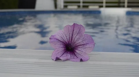 Purple flower on water background Video stock 52357280