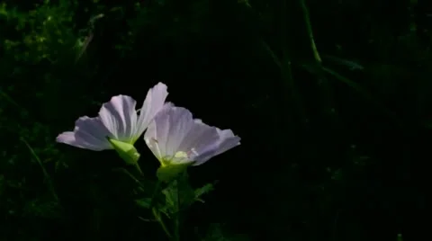 Purple flower waving in the wind Stock Footage 49461656