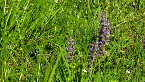 Purple flower on which sits a bee Stock Footage 69084167