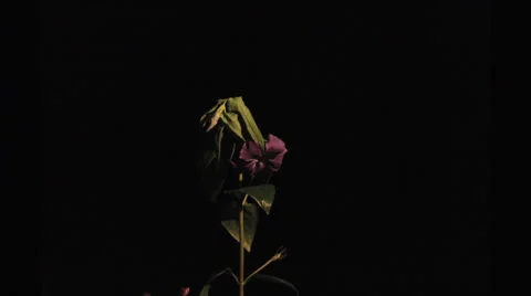 Purple Flower Wilting reverse time-lapse blossom Stock Footage 26549470