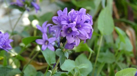 Purple Flower On The WInd Stock Footage 53878459