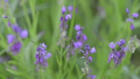 Purple Flower in Wind Stock Footage 69125467