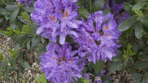 Purple Flower In The Wind Stock Footage 75965033