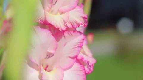 Purple Flower in The Wind Stock Footage 138491454