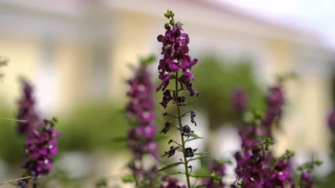 Purple Flower On The Wind Stock Footage 161107993