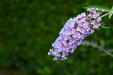 Purple flowering buddleia cluster Photos