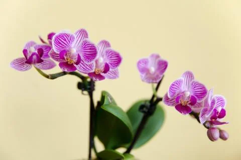 Purple flowering orchid Stock Photos