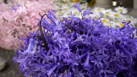 Purple Flowers 1 Stock Footage 104113560